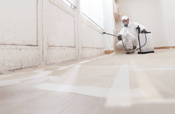 24/7 Emergency Attic Mold Removal experts in Bremerton, WA