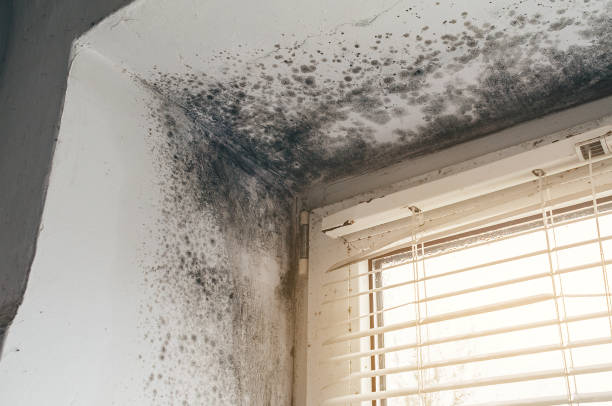 Affordable Basement Mold Removal solutions in Bremerton, WA