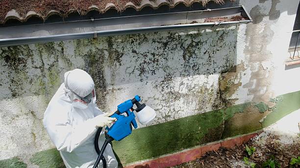 Top rated local Basement Mold Removal specialists in Bremerton, WA